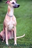 Environmental health officers raise awareness of dog litter