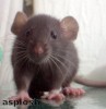  Family call environmental health team to sort out plague of rats 