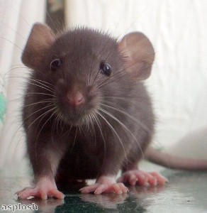  Family call environmental health team to sort out plague of rats 