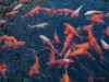 Fish pedicures to be investigated by those in environmental health jobs