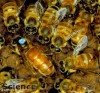 Environmental health officials informed of beekeeping issues
