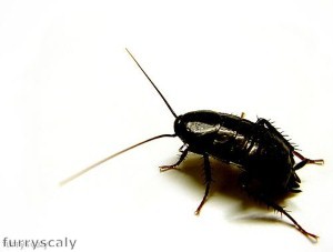 Environmental health team discover cockroaches in cafe 