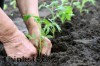 Economic growth and jobs 'could develop from environment and sustainability'
