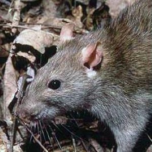 Blackburn environmental health officials called in to tackle rat problem
