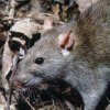 Blackburn environmental health officials called in to tackle rat problem