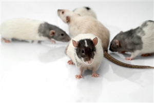 Environmental health staff tackle rat problem 