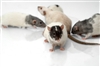 Environmental health staff tackle rat problem 