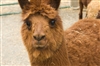 Environmental health officers to investigate petting farm complaints