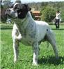 Environmental health officers hunting owner of dangerous dogs