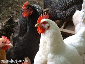 Environmental health officers approve poultry shed application