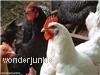 Environmental health officers approve poultry shed application