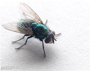 Environmental health staff aiding fly infestation investigation