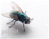 Environmental health staff aiding fly infestation investigation