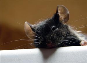 Restaurant fined after mouse discovery