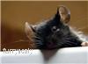 Restaurant fined after mouse discovery