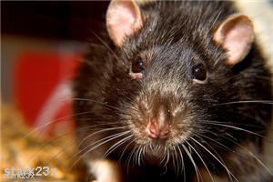 Environmental health officers needed to control rat problem