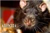 Environmental health officers needed to control rat problem
