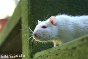Chinese restaurant fined £30,000 after mouse found in food