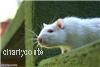 Chinese restaurant fined £30,000 after mouse found in food