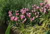 Horticultural regeneration project 'receives support'