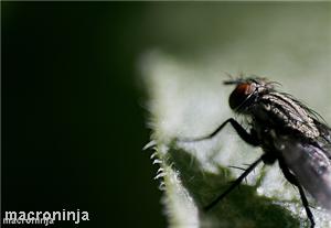 Environmental health officers tackle fly plague in Lincolnshire