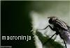 Environmental health officers tackle fly plague in Lincolnshire
